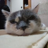 歩きらんさ禁止条例 (@ransa55) Twitter profile photo