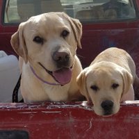 GOOD BOY CHARLIE (@dairydognz) 's Twitter Profile