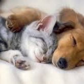 joorpo1's profile picture. DIRECTIVO GESTIÓN DE LA PROPIEDAD Y OPERACIONES -INDUSTRIAL MANAGEMENT ENGINEER