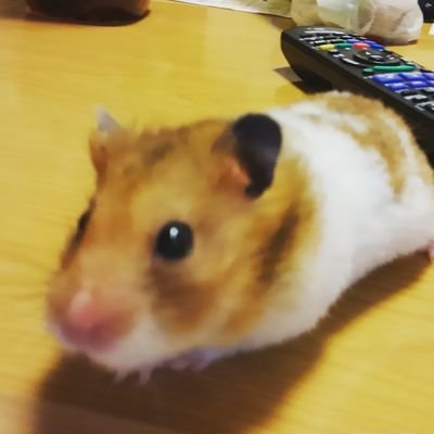 tonsuke0128's profile picture. 𝘚𝘯𝘰𝘸𝘔𝘢𝘯💙
ちぃたん☆うさぎ🐰モンチッチ🐵も大好き💕