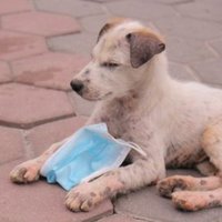 monors (@chibashum) 's Twitter Profile