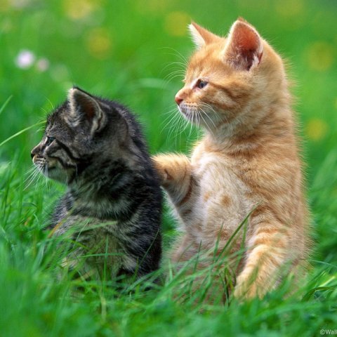 captainlol2017's profile picture. Cap