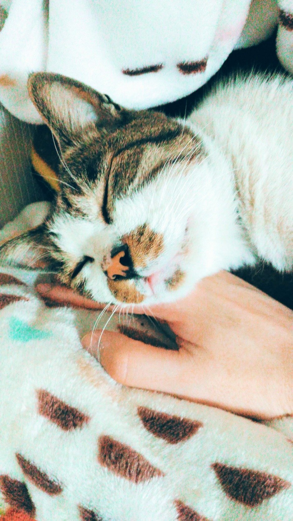 いまのたもとさんのプロフィール画像