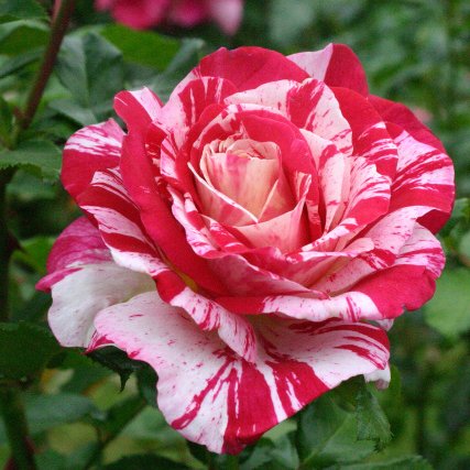 Piven85's profile picture. Doing what I do, and loving what I do!