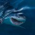 Louise Shark (@louiseshark) Twitter profile photo Louise Shark (@louiseshark) Twitter profile photo