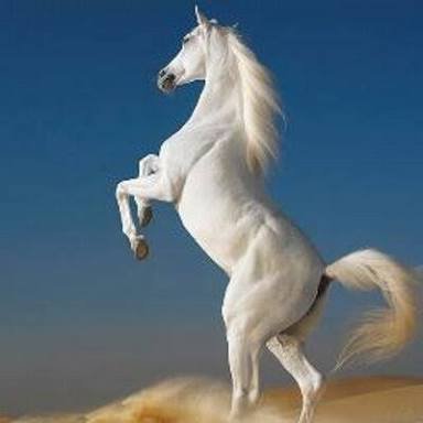 serkanteacher's profile picture. 