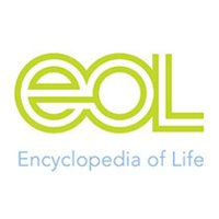 Encyclopedia of Life (@eol) 's Twitter Profile