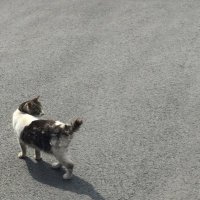 よあけのぱんだ (@randarannda) 's Twitter Profile Photo よあけのぱんだ (@randarannda) 's Twitter Profile Photo