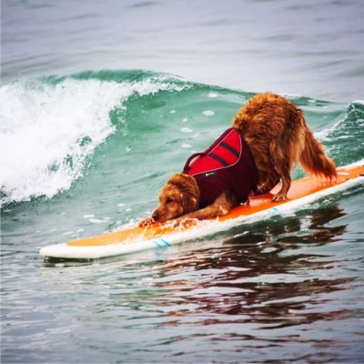 Surfdog Turbo