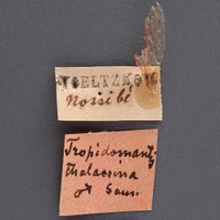 EntomologyTranslator (@entotranslator) 's Twitter Profile Photo EntomologyTranslator (@entotranslator) 's Twitter Profile Photo