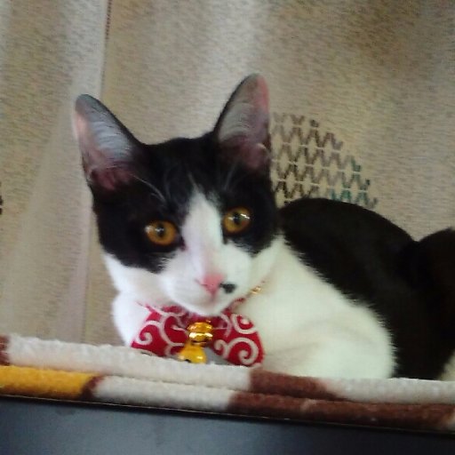 MatatabiMinnie's profile picture. 猫たちと共生してきたささやかな生活が脅かされようとしている。出来ることを今！