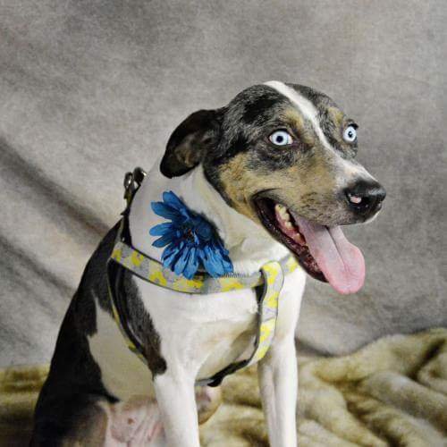 ABlanketyBlank's profile picture. Just an innovative pooch online