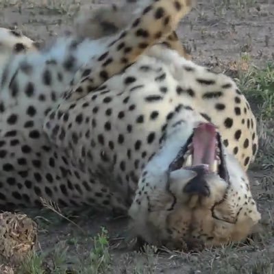 Fan account for #safariLIVE Tips & ideas are welcome, RTs much appreciated :) Watch a live Afrcian safari every day: https://t.co/VDgxlohxH4