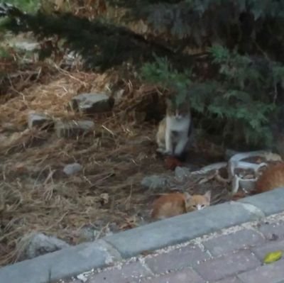 askengellenemez's profile picture. AdaMıN dİbİ