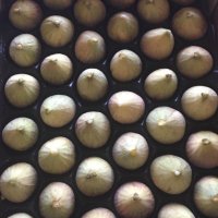Weltevrede Fig Farm (@weltevrede) 's Twitter Profile