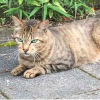 りー (@tkn1353) 's Twitter Profile