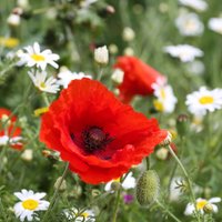 Judith Parry Photography (@jmpphotographs) 's Twitter Profile