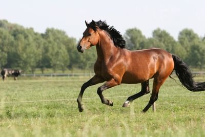 Adore l'équitation