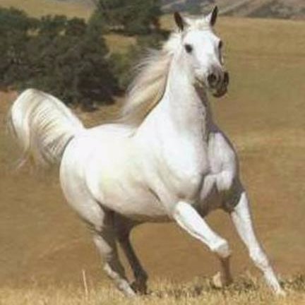 ailaib1591970's profile picture. رجل فى 30 أعمال حره