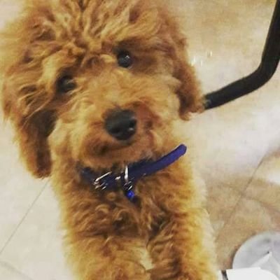 Nahuel16648202's profile picture. Entretenimiento