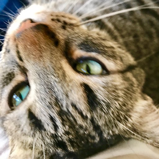 Global communications professional, friend of animals (especially cats!), tennis player, travel lover, and curator of the most interesting news. Tweets my own.