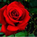 krystal  wheat - @KrysWilson0611 - Twitter