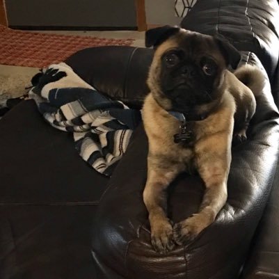 Achamber85's profile picture. progressive located in Iowa #imwithher, lover of dogs, friend too all