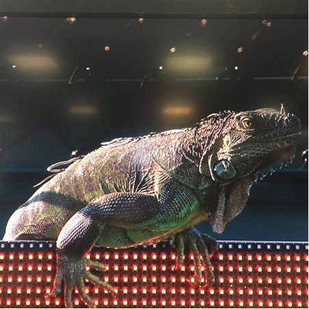 I'm Iggy, the Miami Open iguana. Catch me if you can, suckas!