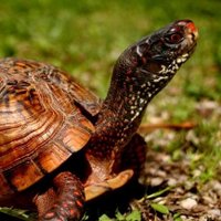 Random Encounter 🇵🇸 (@sempra_nemo) 's Twitter Profile