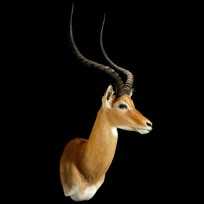 Animal Artistry is a highly trained, professional taxidermy and bronze sculpting business in Reno, NV.
Visit our website at https://t.co/vK1FxXmDel