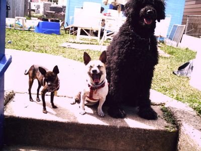 GrievingPets200's profile picture. FOR ALL HUMANS / PETS WHO'VE LOSSED A LOVED ONE.  wEATHER IN SHELTER, ON ON THE OTHER SIDE.