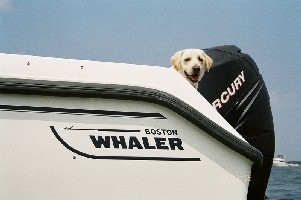 tombro2's profile picture. I fish, shoot, golf, play guitar, banjo, chess and PS5 videogames. Pharmacist from Big Pharma. #MAGA #2A #NRA NoDM 🇺🇸PATRIOT🇺🇸 Widower😢