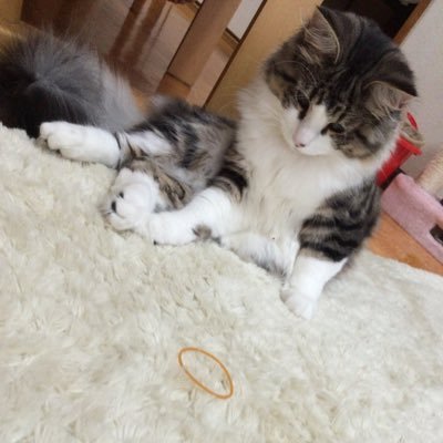 10d_rD's profile picture. 自問自答