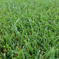 Max Turf (@maxturf) 's Twitter Profile