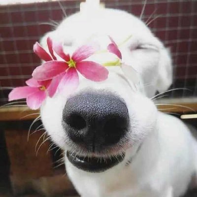 卜元弥生 Nyeongbie Twitter 卜元弥生 Nyeongbie Twitter