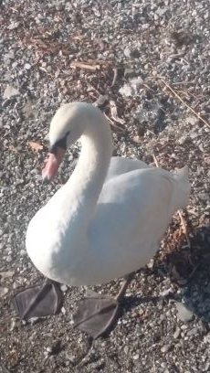 Ferosy69's profile picture. #ladydiferro