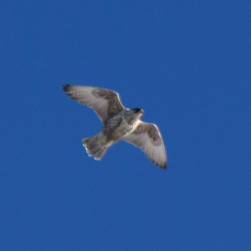 Birder and ringer. Now living in Arctic Norway! @BiotopeOffice @Finnmarkbirding