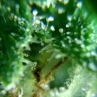 Tricomatoso (@tricomaspami) 's Twitter Profile