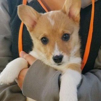 Jet The Corgi Dorgi