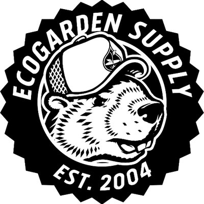 Ecogarden Supply On Twitter Teddy Bear Sunflower Buds Getting