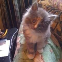 Helen49336388's profile picture. 