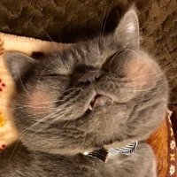 たごしゃん🐾(のんびりです💦) (@tagosyan) 's Twitter Profile Photo