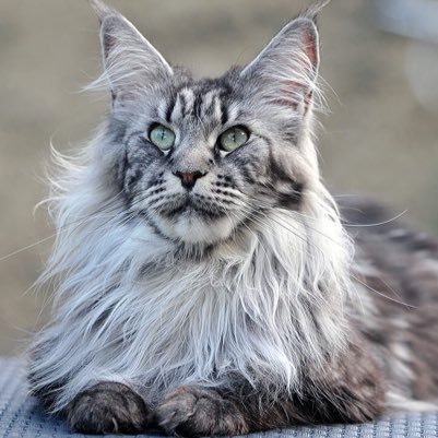 • M, 48 Moons • 9 lives • caring, nice, could be aggressive if needed •