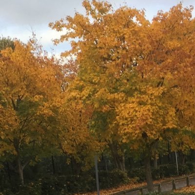 shansank's profile picture. 