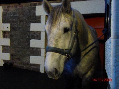 A heavy horse,working horse professional stable girl.