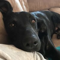 Josh (@jhoffman2022) 's Twitter Profile
