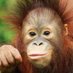 ボルネオ島 サバ州政府観光局【公式】🇲🇾 (@sabahtourismjpn) Twitter profile photo