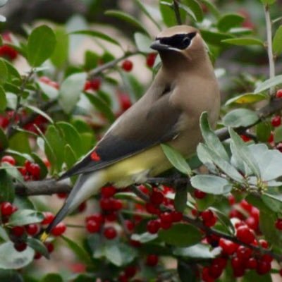 IMACedarWaxwing Profile Picture