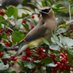 Atheist Bird (@imacedarwaxwing) Twitter profile photo Atheist Bird (@imacedarwaxwing) Twitter profile photo