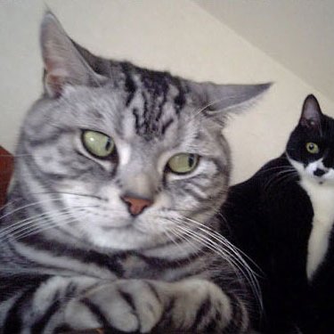blackanonymfox's profile picture. Susp3c10us R3qu3s7